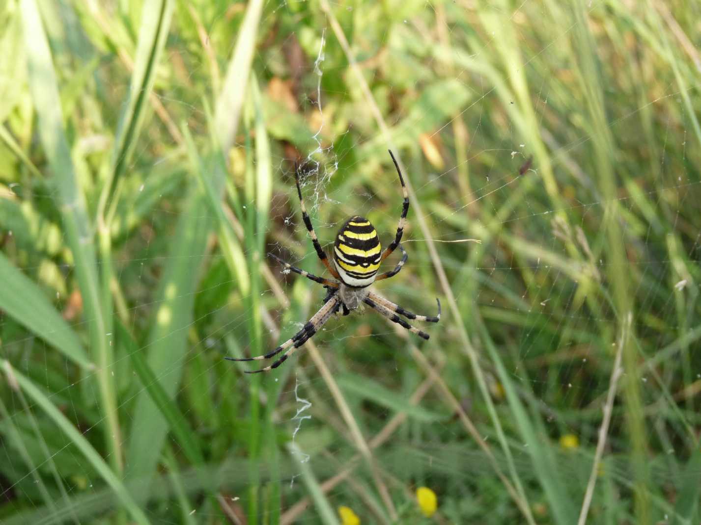 Il paradiso delll''Argiope